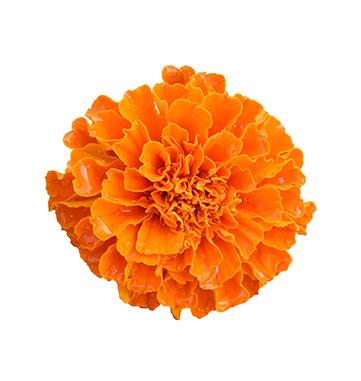 Orangene Tagetesblume mit dem Inhaltsstoff Lutein