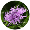 Die helllila Blüte der Teufelskralle