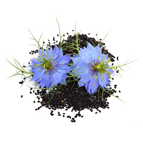 Die blauen Blueten der Schwarzkuemmel-Pflanze