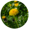 Eine gelbe Löwenzahnblüte in der Nahaufnahme
