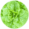 Grüngemüse