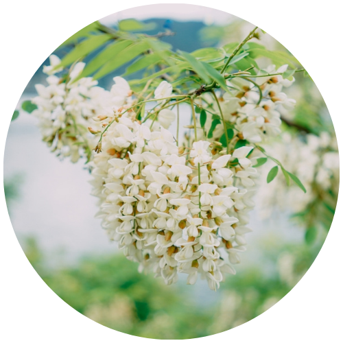 Blüten am Baum des japanischen Schnurbaums