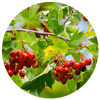 Rote Weißdorn-Früchte