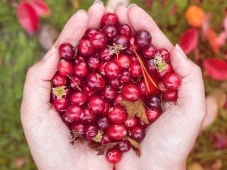 Rote Cranberrys in zwei Handinnenflächen