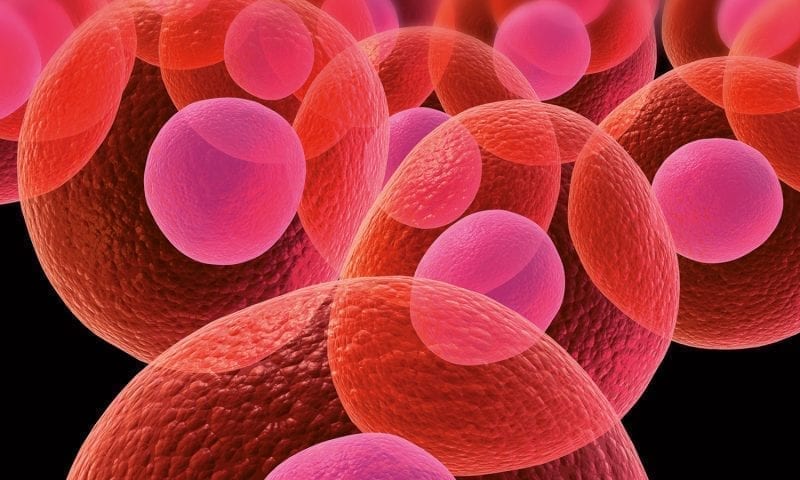 Abbildung roter Zellen