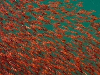 Kleine Krilltiere schwimmen im Schwarm