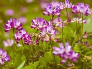 lila Astragalusblumen