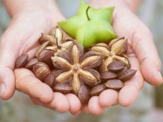 Die Nüsse der Sacha-Inchi-Pflanze enthalten wertvolles Öl.