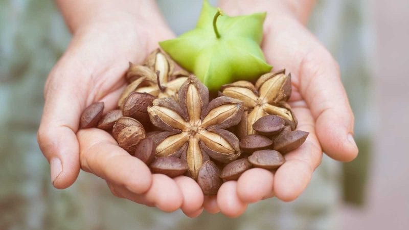 Die Nüsse der Sacha-Inchi-Pflanze enthalten wertvolles Öl.