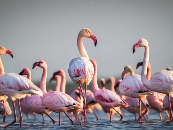 Flamingoschar
