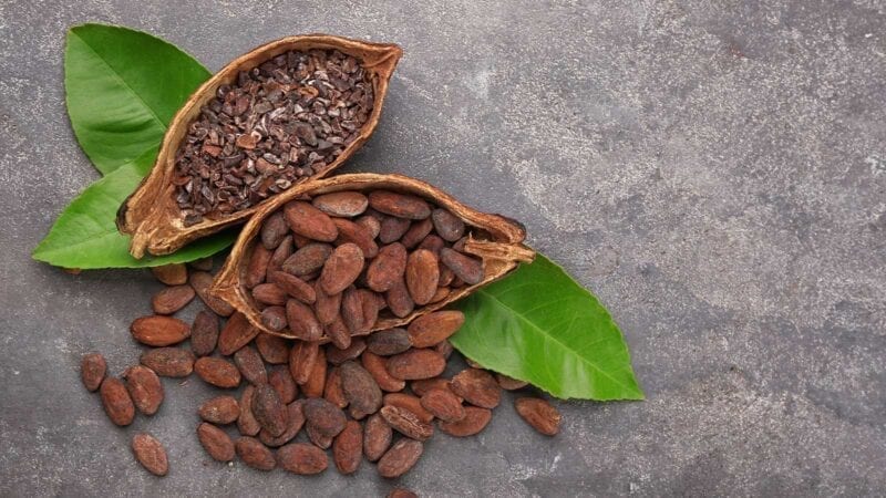 Kakaobohnen mit Samen und Kakaonibs