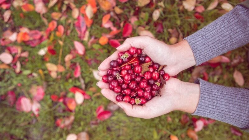 Frau hält Cranberrys in den Händen
