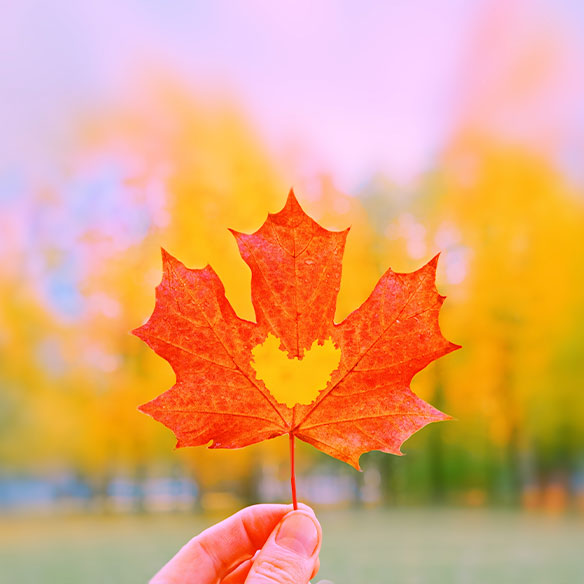 Ein Ahornblatt mit einem ausgestochenem Herz. Landschaft in herbstlichen Farben