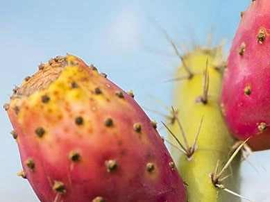 Nahaufnahme von roten Kaktusfeigen (Opuntia ficus indica)