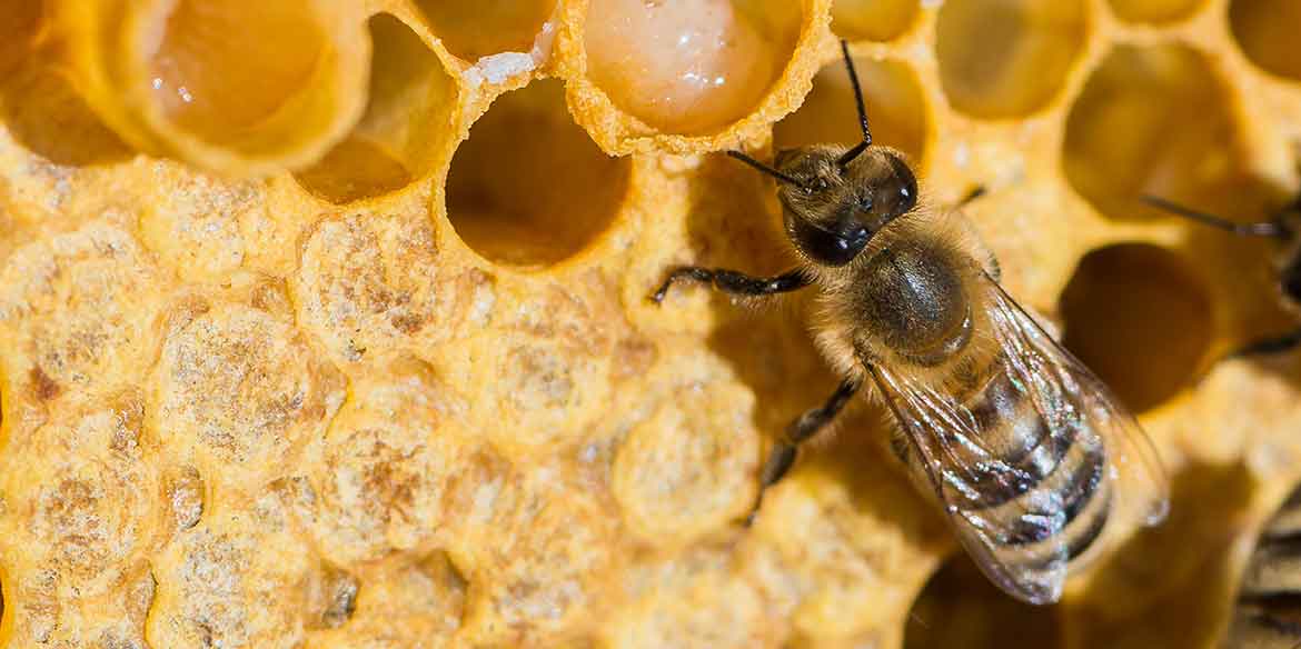 Eine Biene und Bienenwaben