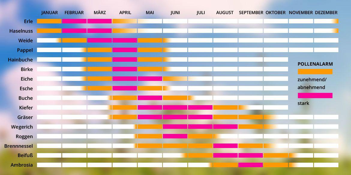 Bunter Pollenflugkalender von Januar bis Dezember mit farblich markierter Pollenalarmanzeige