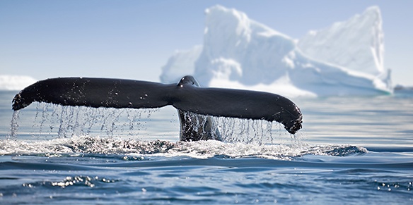 Der Schwanz eines Wal über der Wasseroberfläche