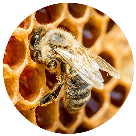  Eine Biene an einer Bienenwabe
