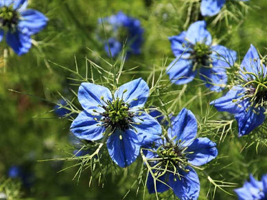 Nahaufnahme von den schönen, blauen Blüten der Schwarzkümmelpflanze
