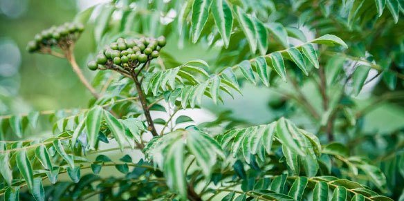 Grüne Curryblätter: Anwendung und Wirkung der ayurvedischen Heilpflanze