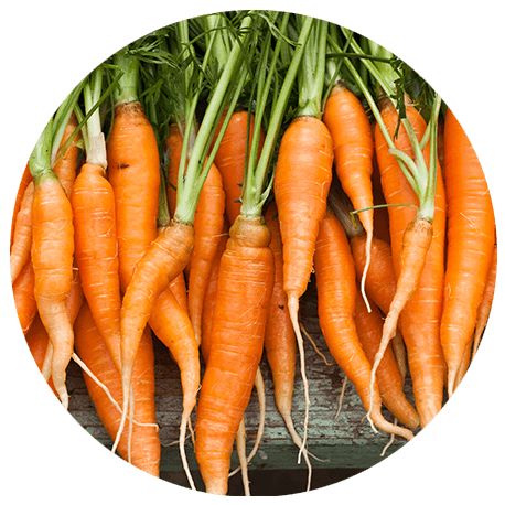 Karotten mit Karottenstiel – Carotinora 15 mg – Schutz mit Beta-Carotin für Haut und Augen