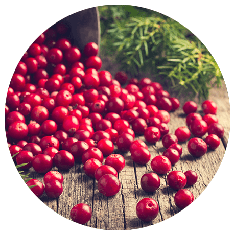 Viele rote Cranberry auf einer Holzunterlage