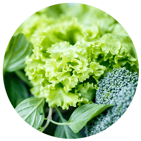 Folsäure in Grüngemüse: Brokkoli, Salat und Basilikum