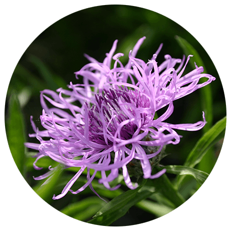 Lil Blüte der Teufelskralle Nobilin Gelenk Aktiv Gel mit Teufelskralle und Grünlippmuschel