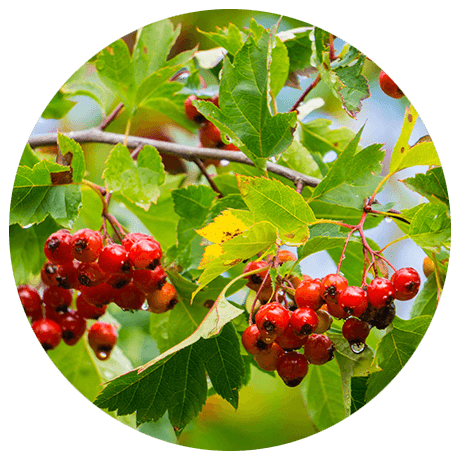 Roten Früchte der Weißdornpflanze