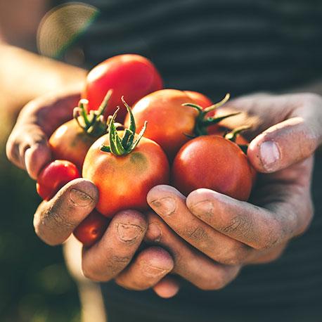 Frisch gepflückte Tomaten in Männerhandinnenseiten präsentiert