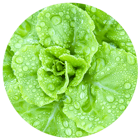 Vorkommen von Mineralstoffen in frisch abgewaschenem Blattsalat