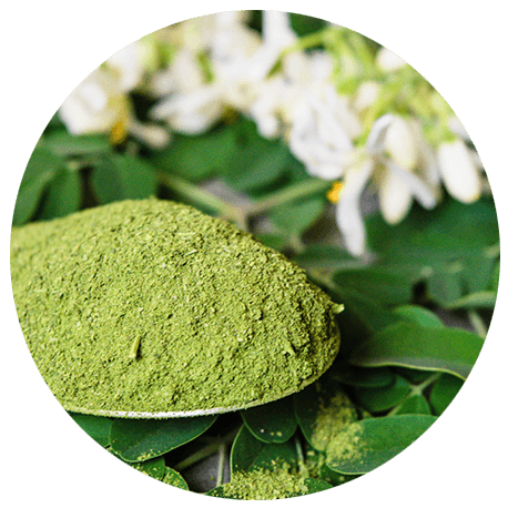 Grünes Moringa-Extrakt in Pulverform aus Moringablättern in der Medicom Terra Naturlinie