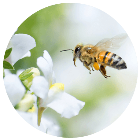 Nahaufnahme einer Biene, die auf eine weiße Blüte fliegt