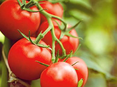 Tomatenrispe - Tomaten enthalten viel Lycopin