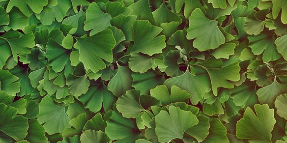 Viele grüne Ginkgo biloba-Blätter