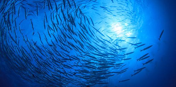 Fischschwarm im azurblauen Meer.