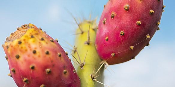 Nahaufnahme von zwei roten Kaktusfeigen (Opuntia ficus indica)