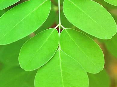 Grüne Moringablätter