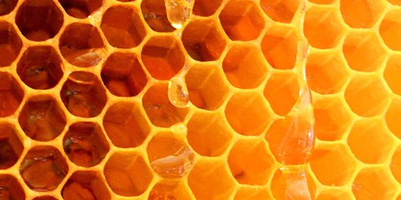 Bienenstöcke mit Propolis (Kittharz)
