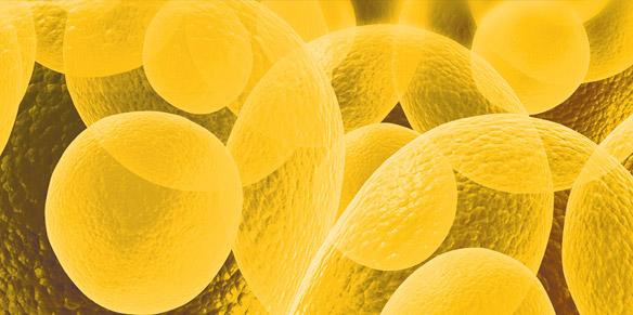 Gelbe Zellstruktur - menschliche Zellen profitieren von Ubiquinol
