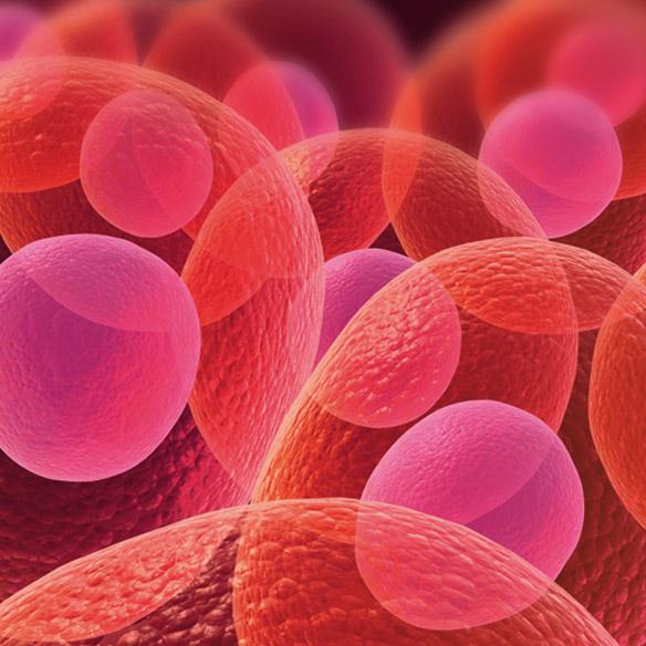 Menschliche Zellen in rot - alle Zellen enthalten Q10
